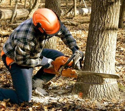 Tree Removal in Vacherie, LA